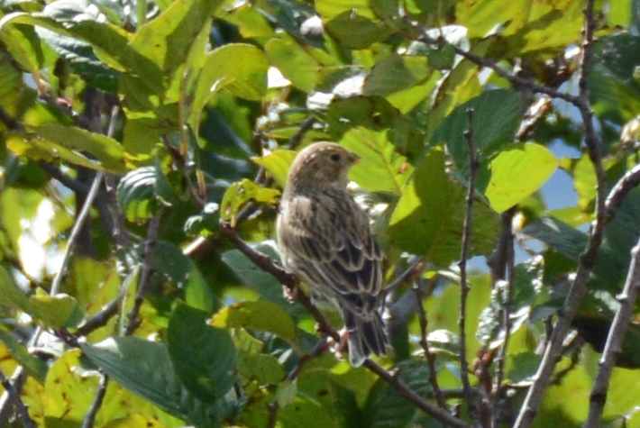 Strillozzo?... probabile giovane Zigolo giallo (Emberiza citrinella)